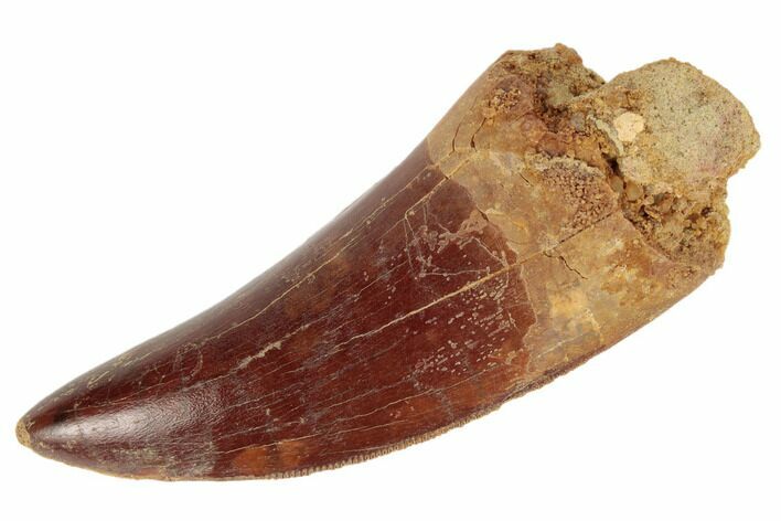 Serrated, Carcharodontosaurus Tooth - Gorgeous Enamel #192002